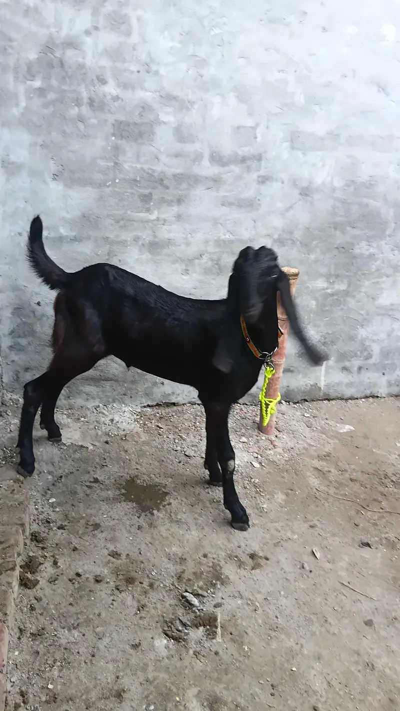 Black beetal male goat|original breed | khassi| lahore — photo 3