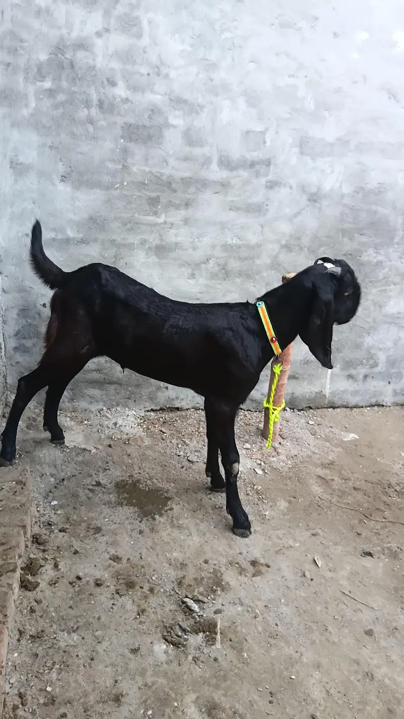 Black beetal male goat|original breed | khassi| lahore — photo 4