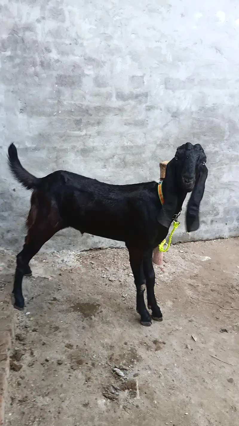 Black beetal male goat|original breed | khassi| lahore — photo 5