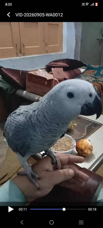 African Grey