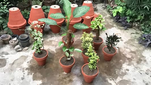 Plants for sale