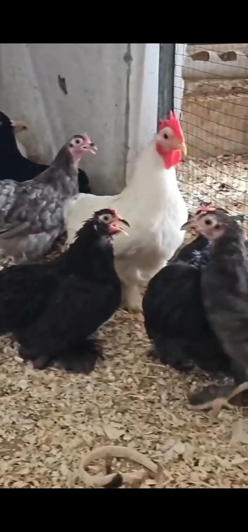 Bantam young breeders pair — photo 3