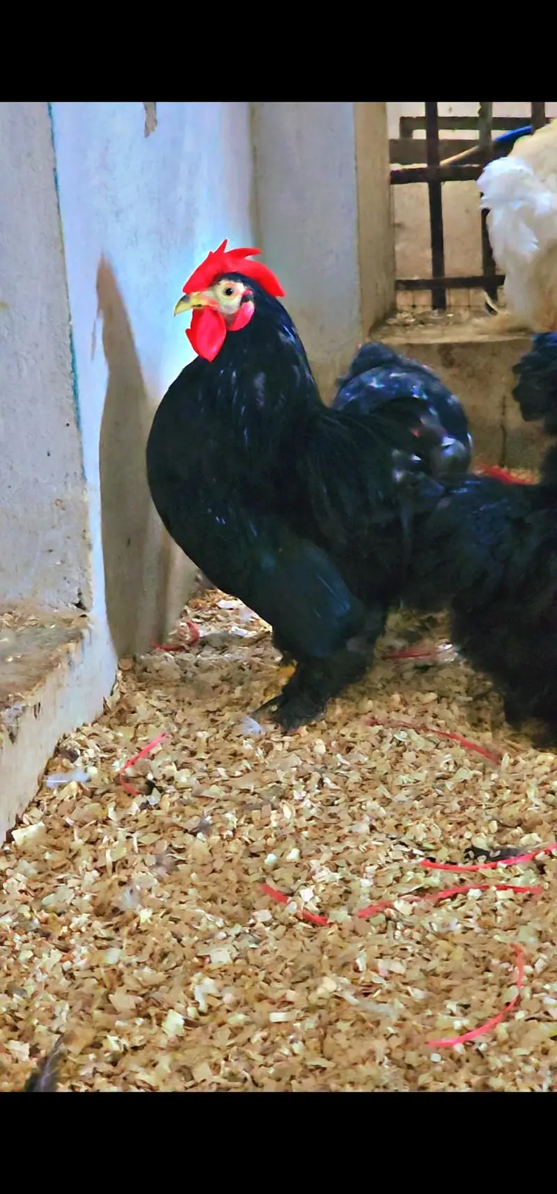 Bantam young breeders pair — photo 2