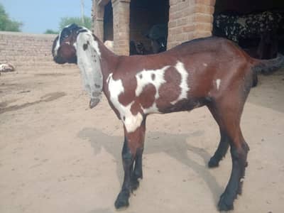 teddy beetal bakri