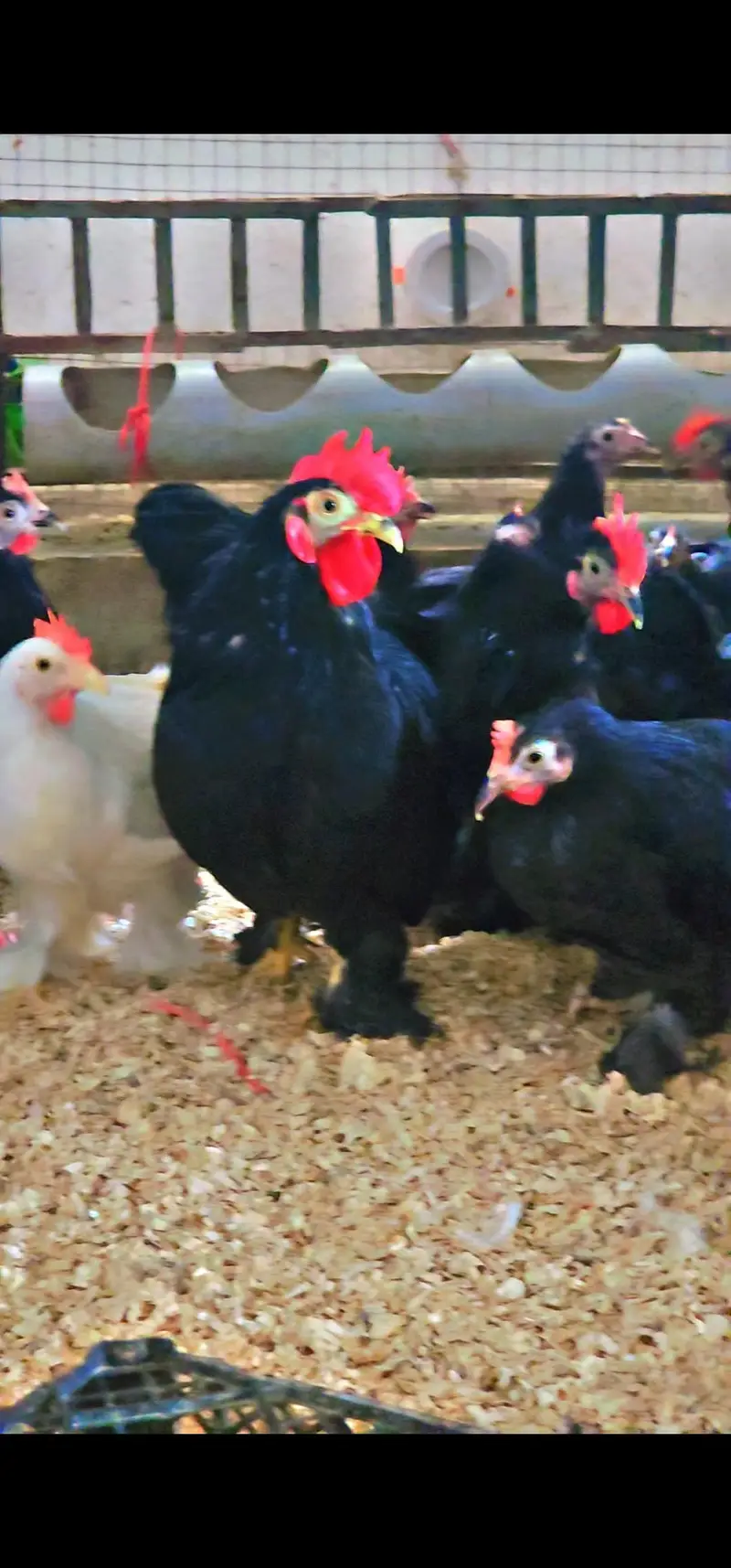 Bantam young breeders pair — photo 4