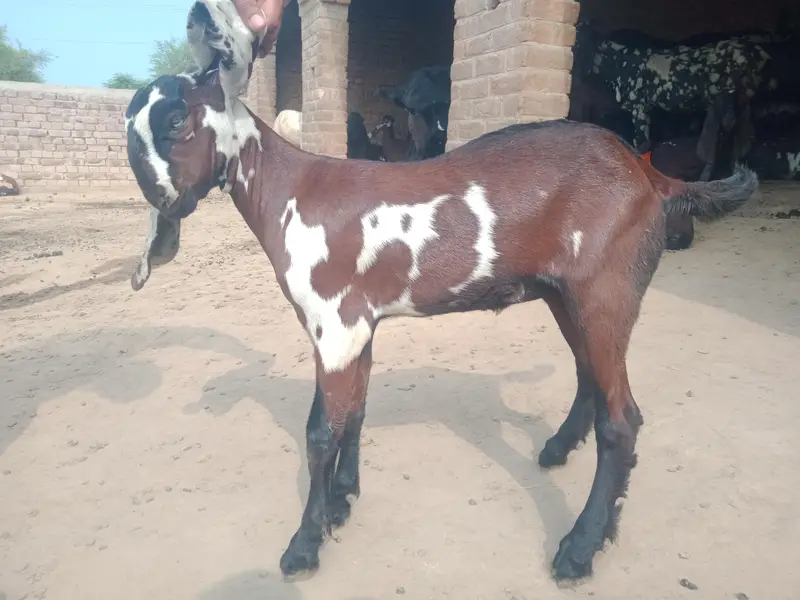 teddy beetal bakri — photo 2