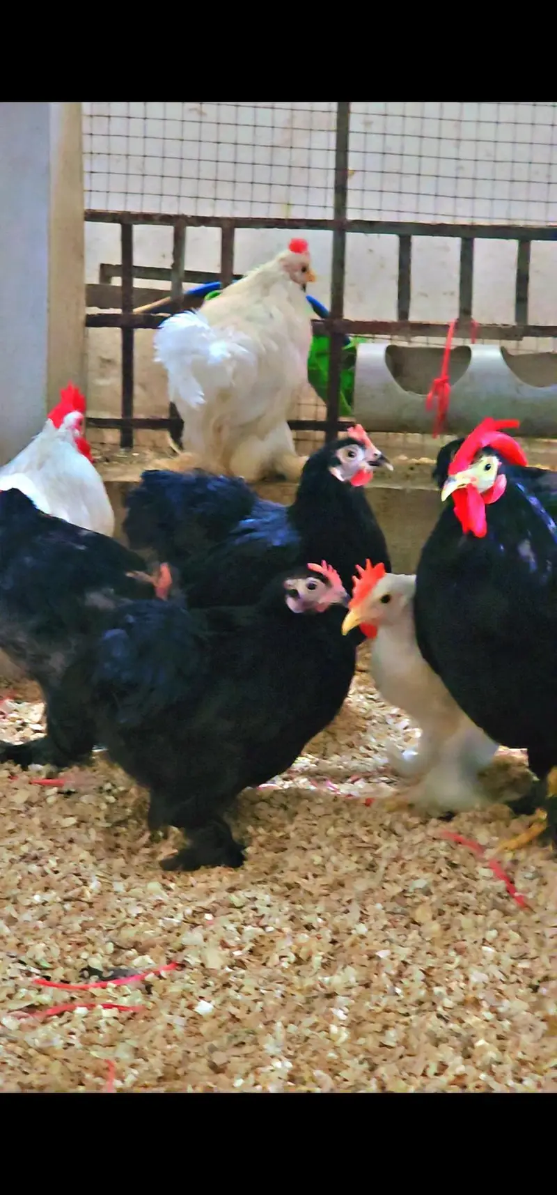 Bantam young breeders pair — photo 5