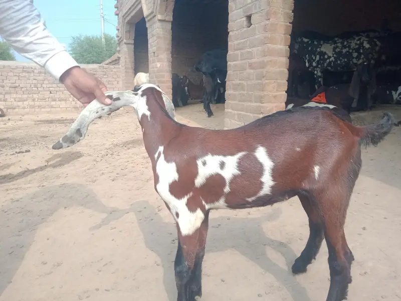 teddy beetal bakri — photo 3