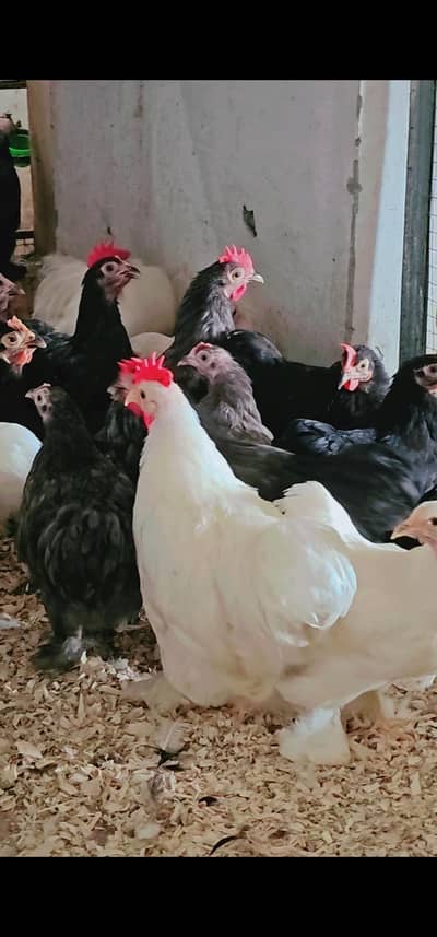 Bantam young breeders pair