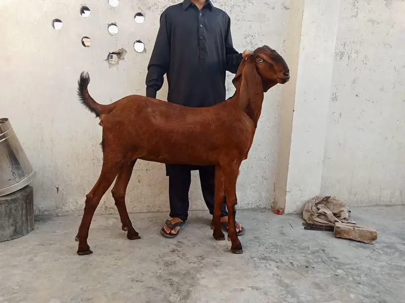 teddy beetal bakri — photo 4