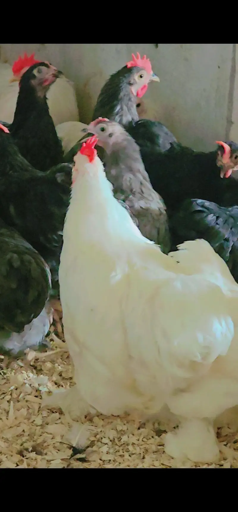 Bantam young breeders pair — photo 6