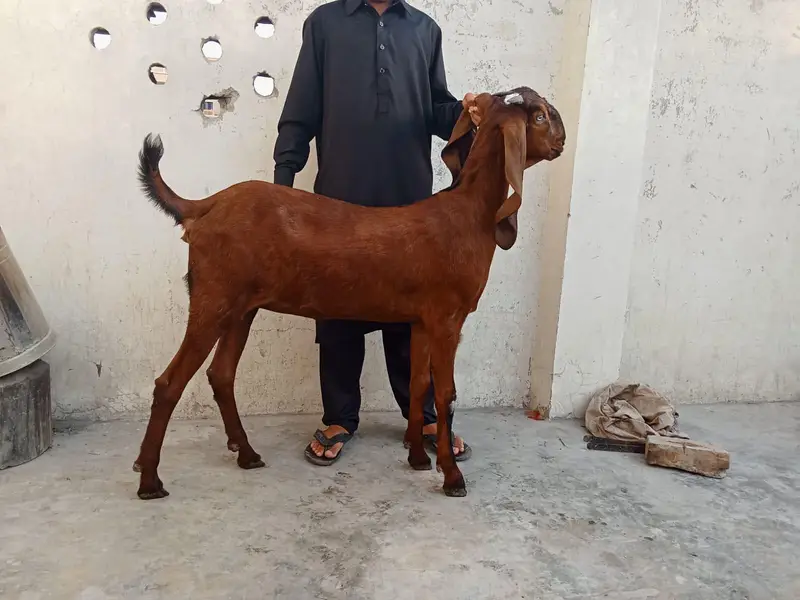 teddy beetal bakri — photo 5