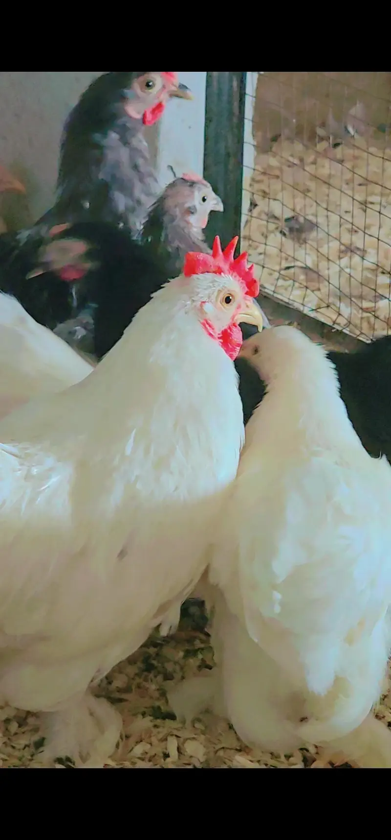 Bantam young breeders pair — photo 7