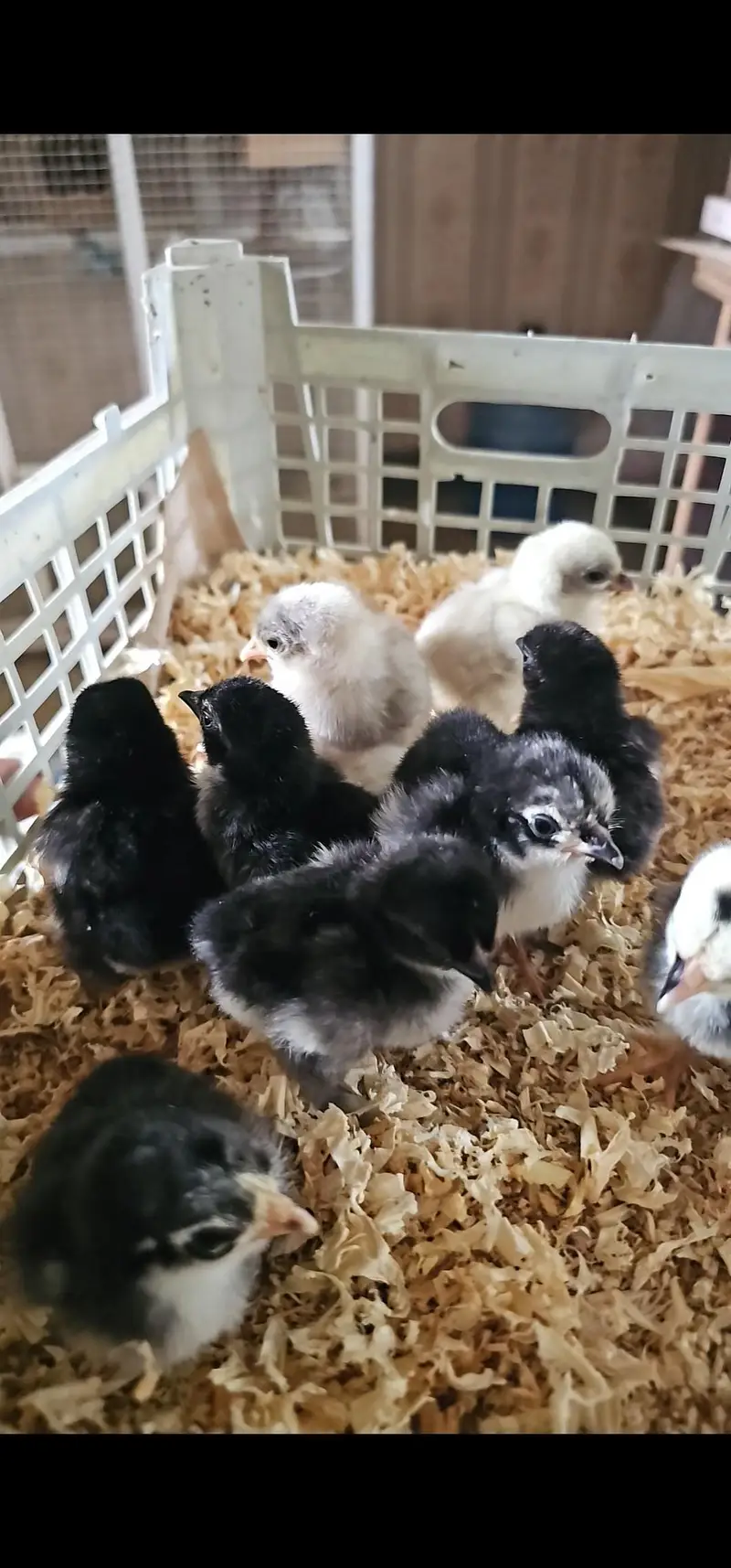 Bantam young breeders pair — photo 8