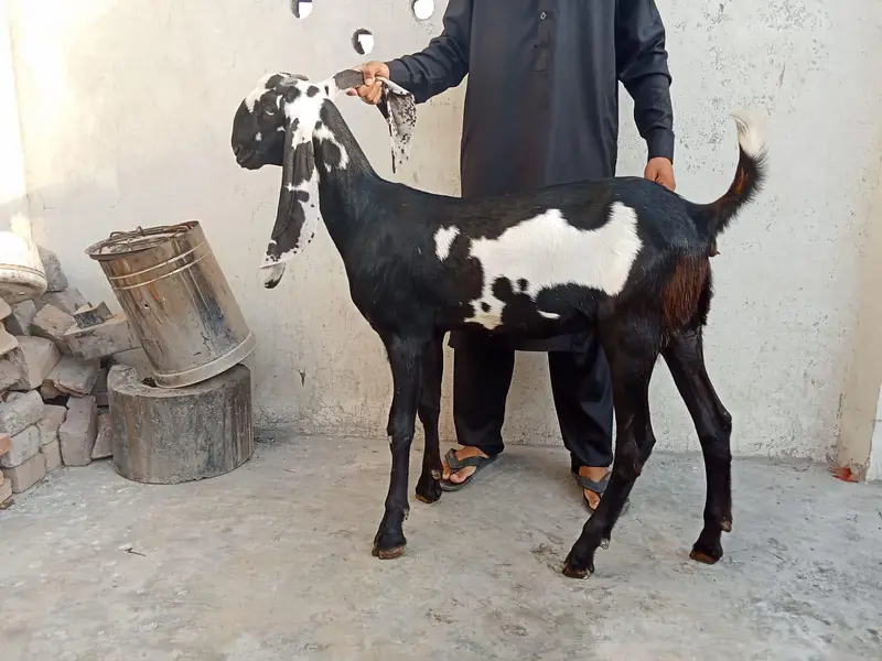 teddy beetal bakri — photo 7