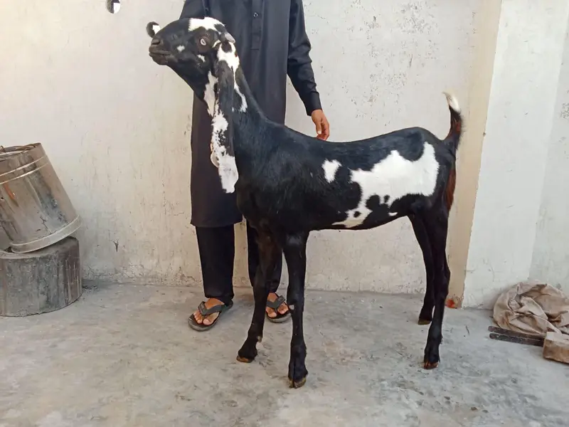 teddy beetal bakri — photo 8