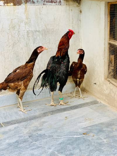 BURMI  PAIR AVAILABLE