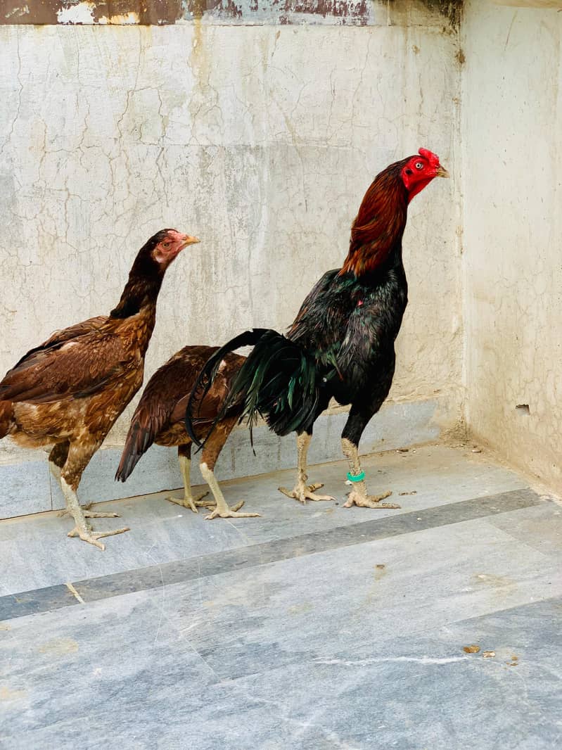 BURMI  PAIR AVAILABLE 1