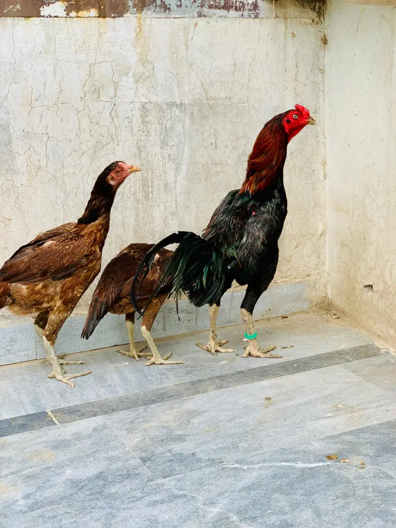 BURMI  PAIR AVAILABLE — photo 2