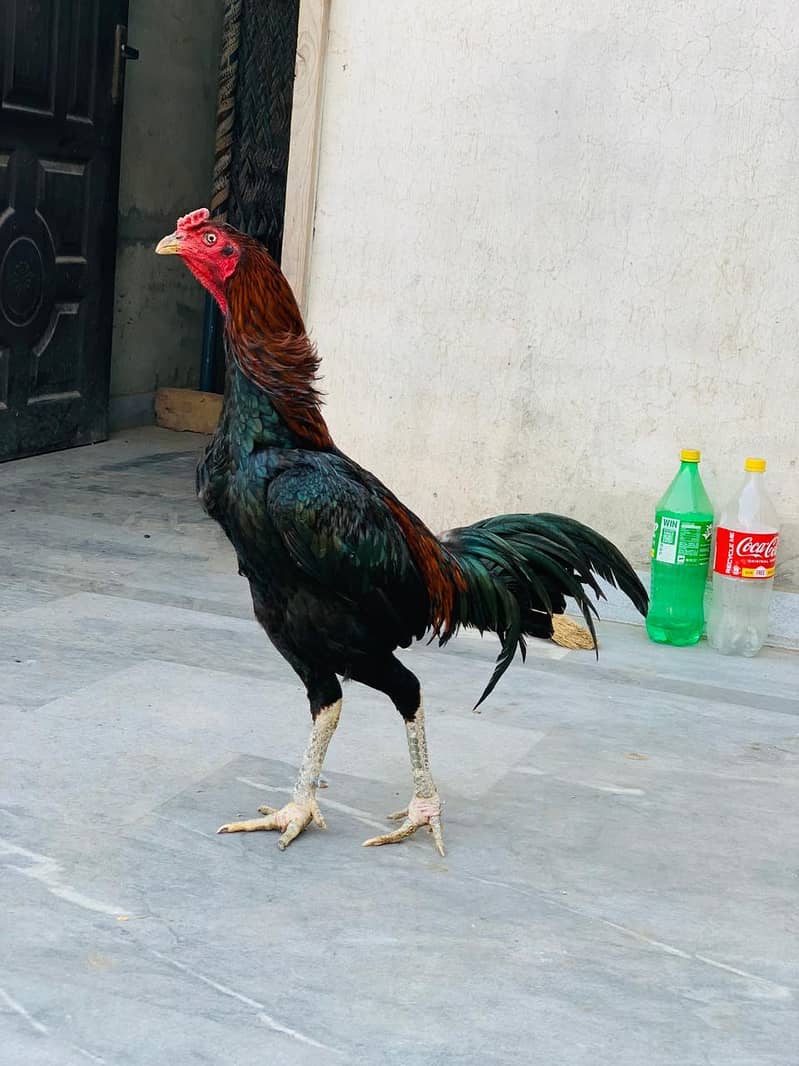 BURMI  PAIR AVAILABLE 5