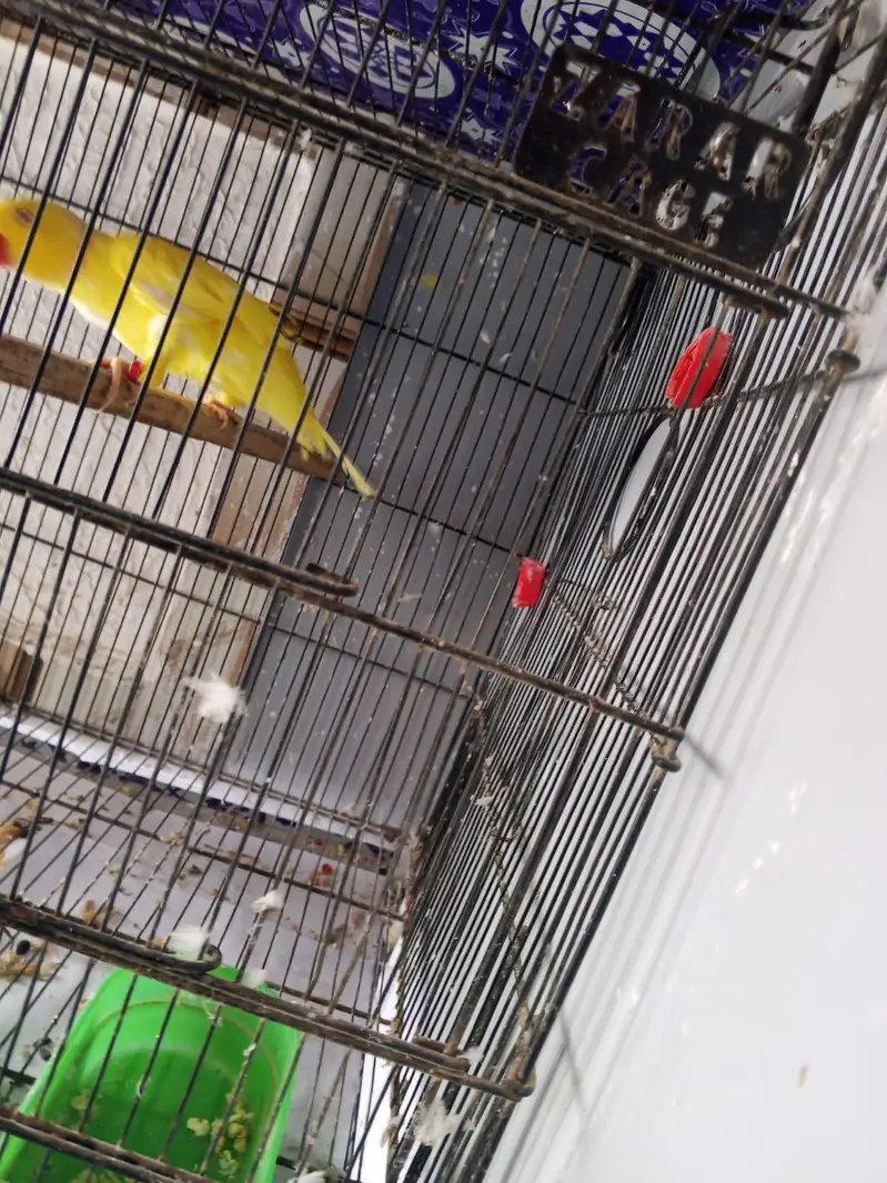 yallow breeder male — photo 2