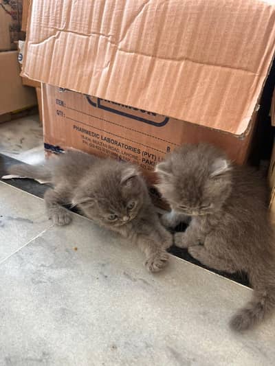 Gray Persian Kitten