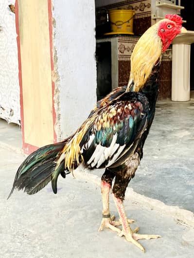 pure healthy active  jawa aseel for sale