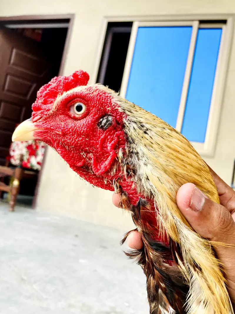 pure healthy active  jawa aseel for sale — photo 4