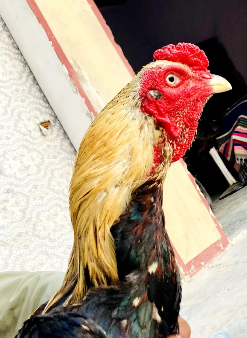 pure healthy active  jawa aseel for sale — photo 5