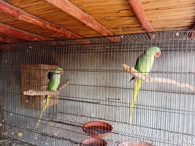 Elexender Raw breeder pair