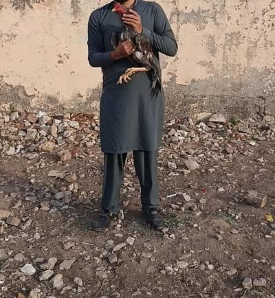 Saleta aseel 03084293872 video