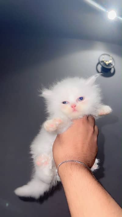 2 Male White 1 Black Female Blue Eyes