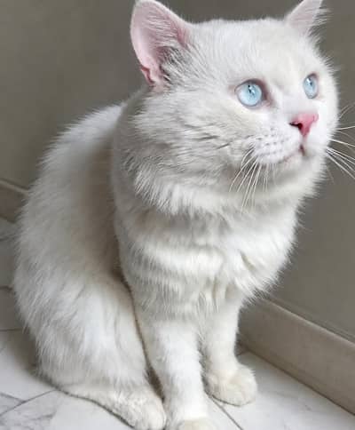 Cute and adorable cat for sale