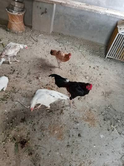 Aseel breeder murgha Hor 3 murghian
