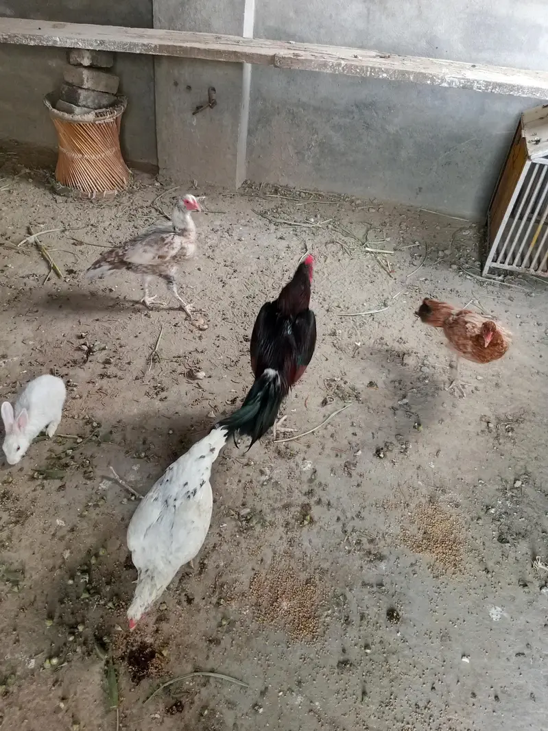 Aseel breeder murgha Hor 3 murghian — photo 2