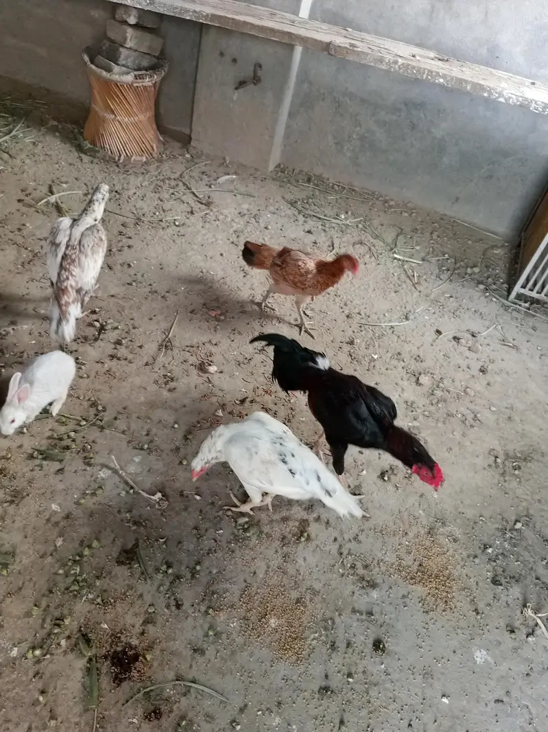 Aseel breeder murgha Hor 3 murghian — photo 3