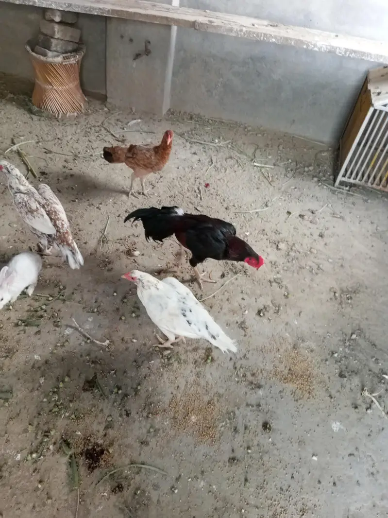 Aseel breeder murgha Hor 3 murghian — photo 4