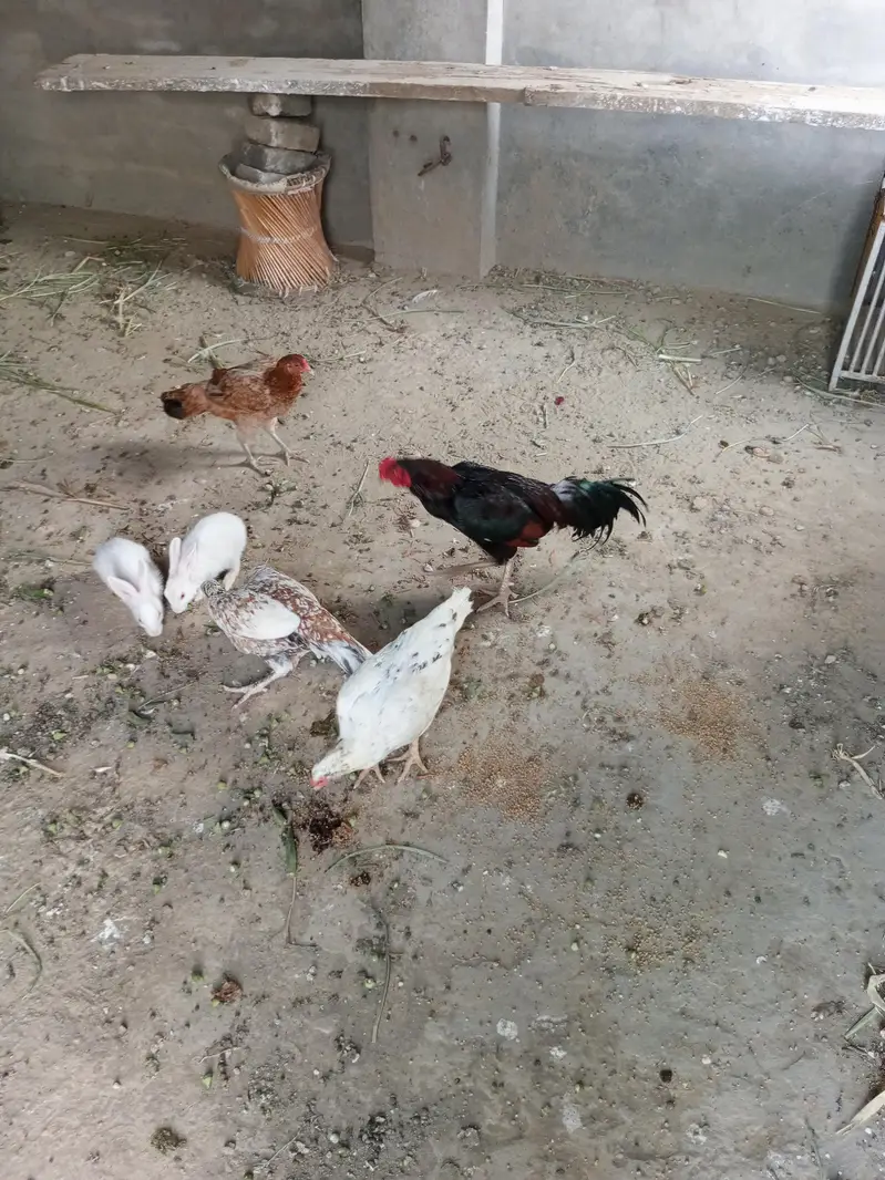 Aseel breeder murgha Hor 3 murghian — photo 5