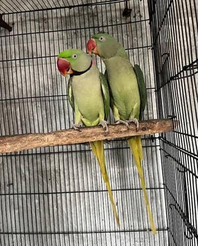 Kashmiri Raw Breeder Pair For Sale