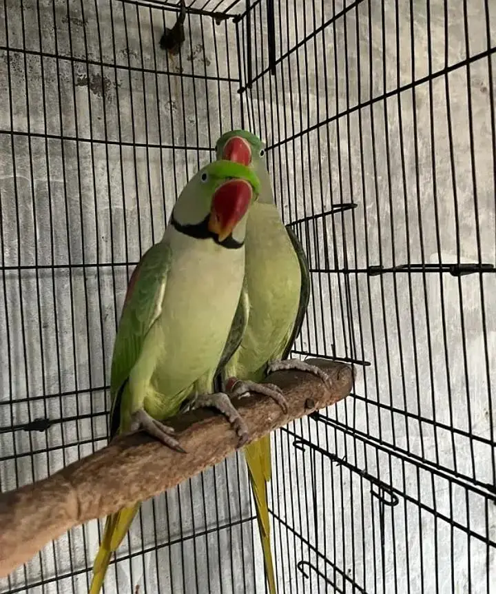 Kashmiri Raw Breeder Pair For Sale — photo 2