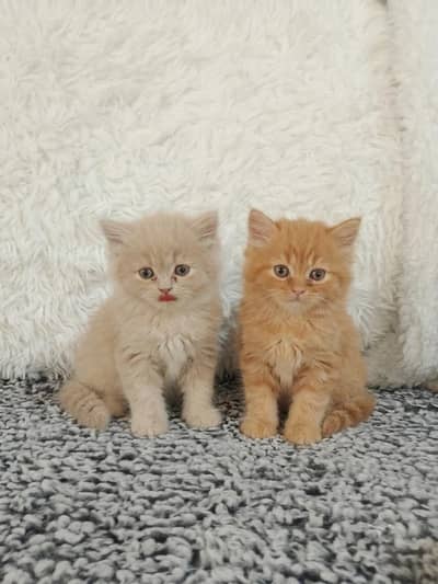 Persian cat and kitten triple coted Punch face