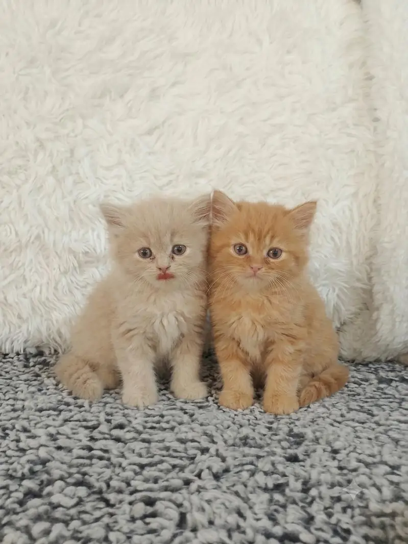 Persian cat and kitten triple coted Punch face — photo 2