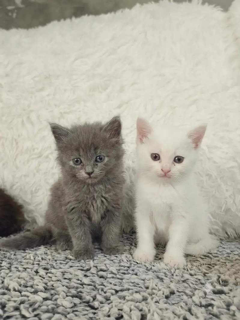 Persian cat and kitten triple coted Punch face — photo 3