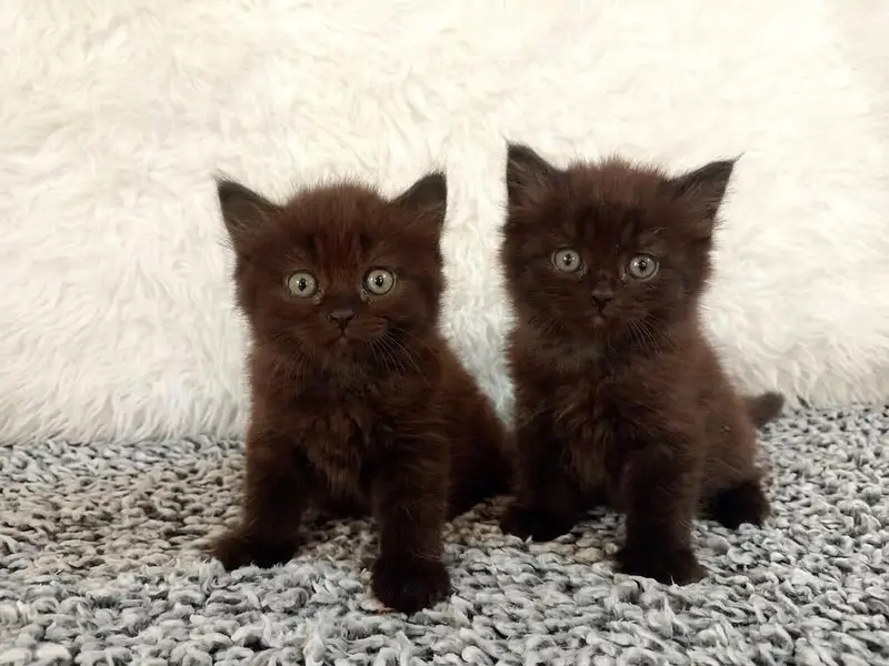Persian cat and kitten triple coted Punch face — photo 4