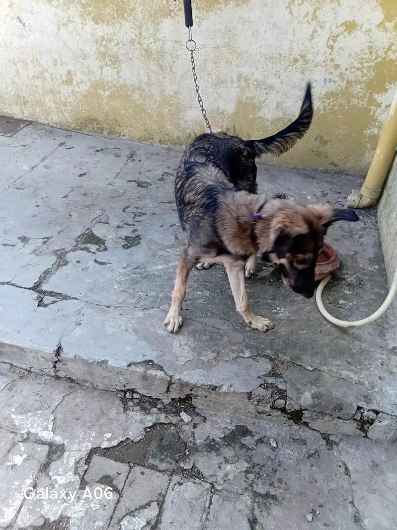 Germen sheperd Dog