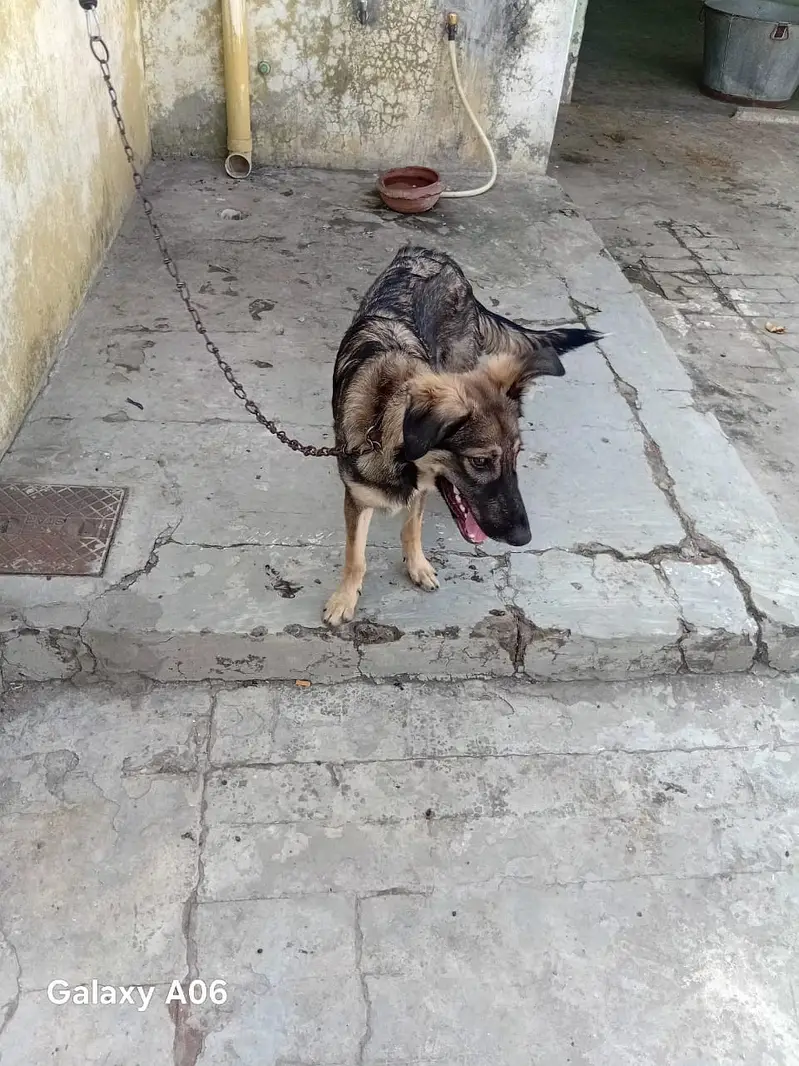 Germen sheperd Dog — photo 3