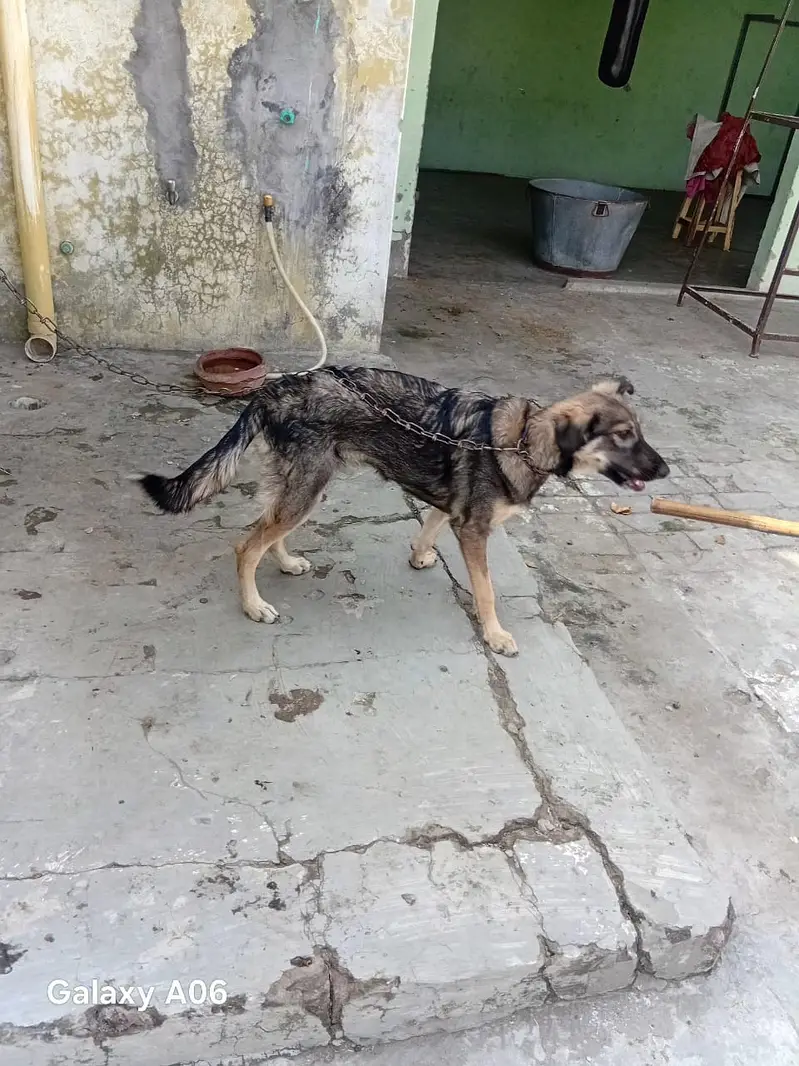 Germen sheperd Dog — photo 4