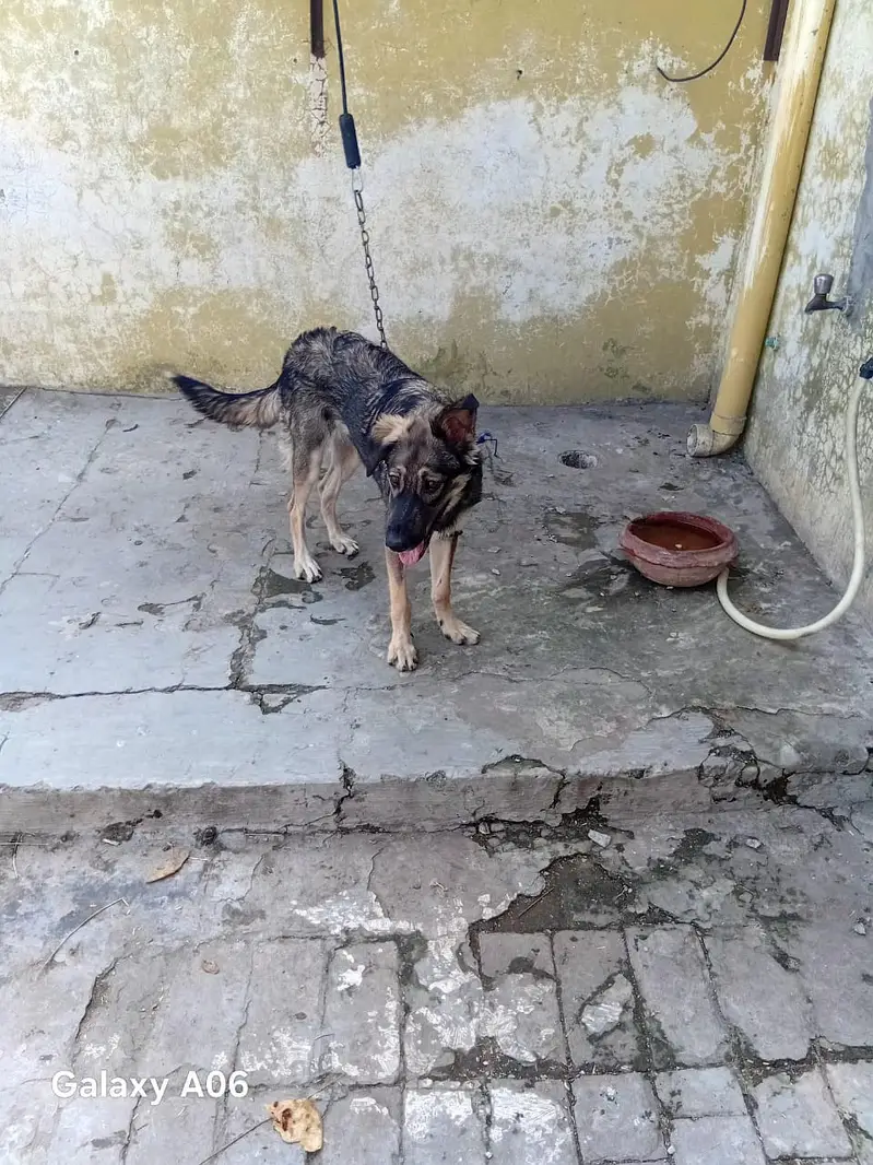 Germen sheperd Dog — photo 5