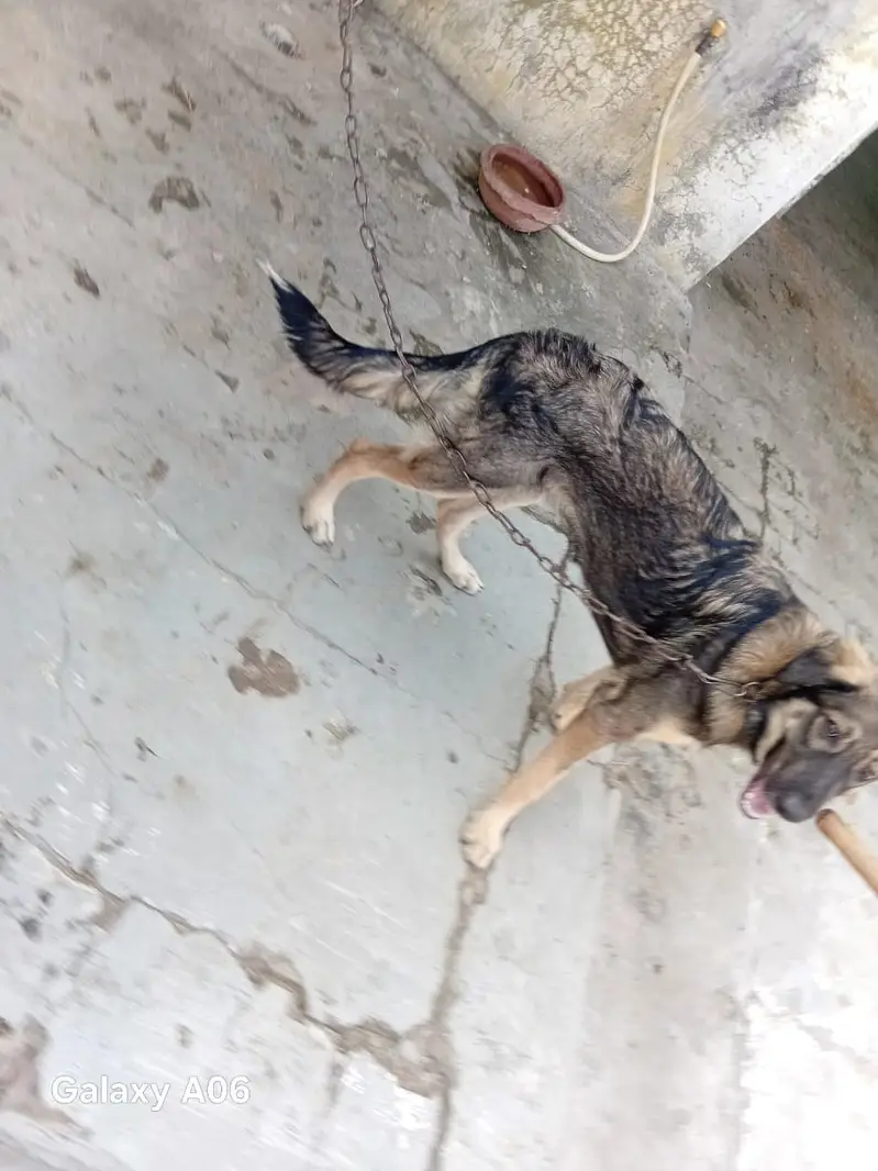 Germen sheperd Dog — photo 6