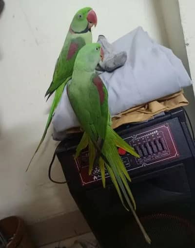 Kashmiri Raw Breeder Pair Active Healthy